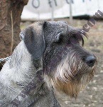 image of standard_schnauzer #34