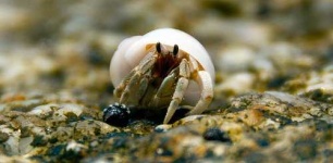 image of hermit_crab
