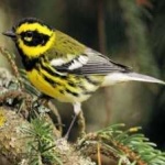 image of bird