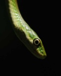 image of green_snake