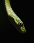 image of green_snake #23