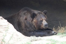 image of animal