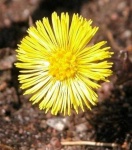 image of flower
