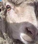 image of animal