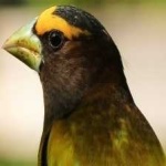 image of bird