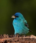 image of indigo_bunting