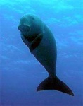 image of dugong