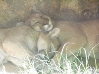 image of cougar