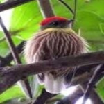 image of bird