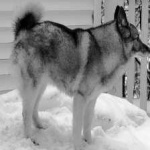 image of animal