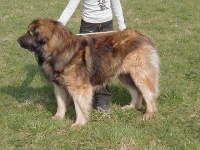 image of leonberg