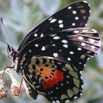 image of animal