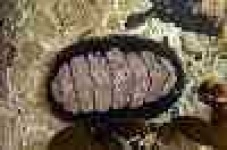 image of chiton