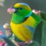 image of bird