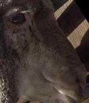 image of animal