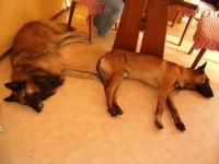 image of malinois
