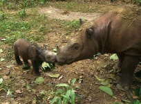 image of rhinoceros