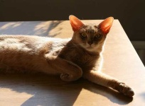 image of abyssinian #28