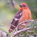 image of bird
