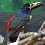 image of bird