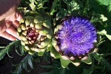 image of artichoke_flower #57