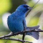 image of bird