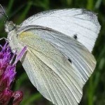 image of animal