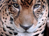 image of jaguar_car