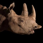 image of rhinoceros