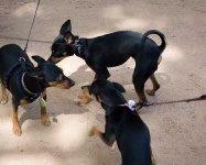 image of miniature_pinscher