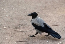 image of animal