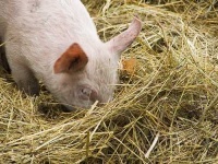 image of hog