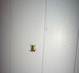 image of tree_frog