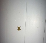 image of tree_frog #7