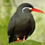 image of bird