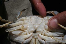image of dungeness_crab