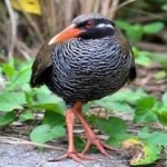 image of bird
