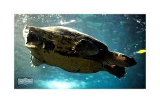 image of leatherback_turtle