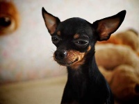 image of toy_terrier
