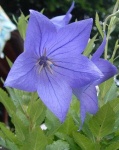 image of balloon_flower #7