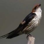 image of bird