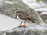 image of ruddy_turnstone