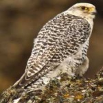 image of bird