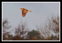 image of bittern