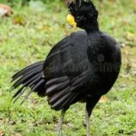 image of bird