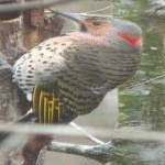 image of bird