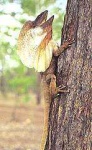 image of frilled_lizard