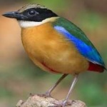 image of indian_pitta #3