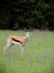 image of gazelle