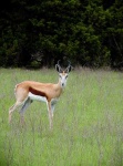 image of gazelle #26